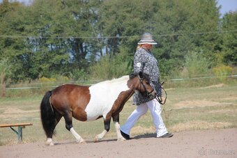 Shetland pony - 4
