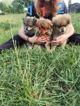 Štěňátka špic pomeranian - 4