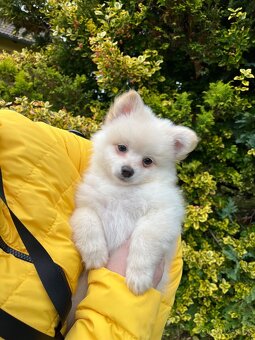Pomeranian - 4