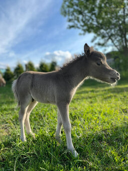 Americký miniaturní kůň , AMHA -minihorse - 4