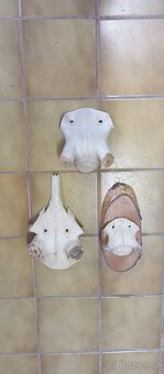 Dřevěné lebky na shozy,trofej paroží,myslivost. - 4