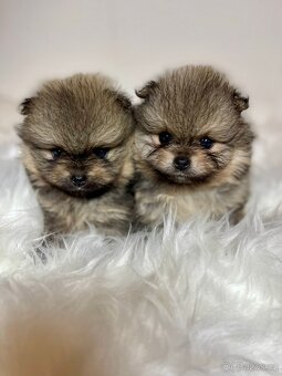 Pomeranian s PP FCI - nádherná štěňátka - 4
