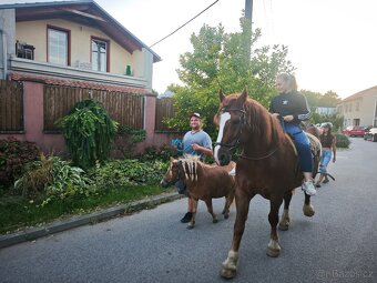 Chladnokrevný kůň - 4