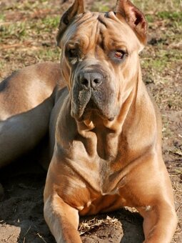 Štěňátka Cane Corso - 4