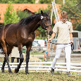 6 letý líbivý valach do sportu - 4