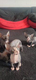 Sphynx - 4
