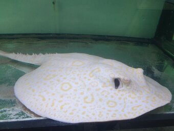 Potamotrygon sp.Golden Lucy - 4