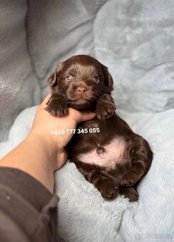 Maltipoo F1 Chocolate, 2,5 měsíce male boy - 4