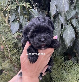 Maltipoo Black, fenka 800€ - 4