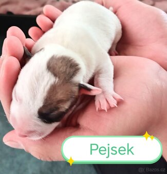 Jack russel teriér - 4