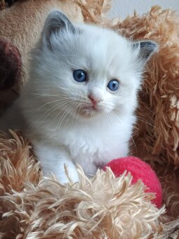 Ragdoll koťátka s PP - 4