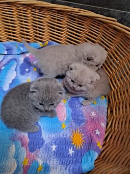 Britská lila a modrá koťata - 4