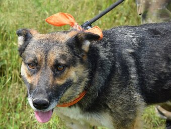 JULLY K ADOPCI - krásná mladá přátelská NO - 4