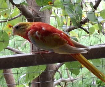 Neoféma tyrkysová zlatožltý opalín - 4