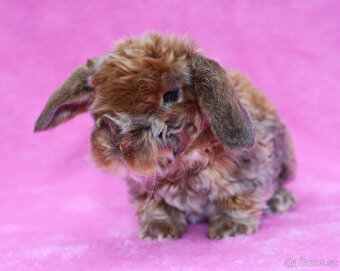 Zakrslý satén rex beránek , samička s VP . - 4