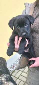 Štěňata křížence - 4