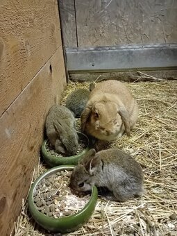 Prodám zakrslé králíky - 4