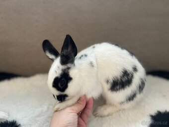 Zakrslý králík - 4