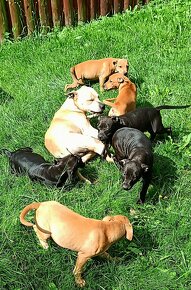 Nabízím Pitbulla s PP APBT na krytí. - 4