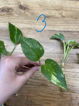 Epipremnum aureum. - zakořeněné řízky - 4