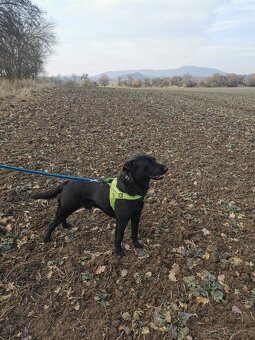 Daruji labradora - 4