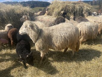 Prodej stáda ovcí – Šumavská ovce s PP - 4
