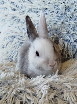 Zakrslý králík - 4