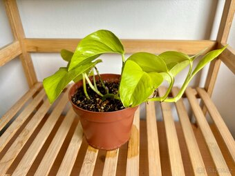 Epiprrmnum aureum Neon Šplhavnice - 4