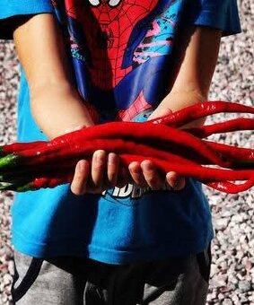 Sazenice chilli různých druhů - 4