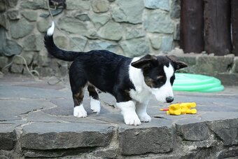 Welsh corgi cardigan - 4