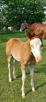 Klisna Quarter horse 6P N/N - 4
