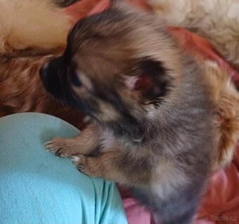 malý špic - 4