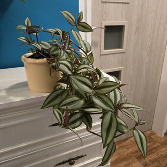 Tradescantia Zebrina Bosse - 4