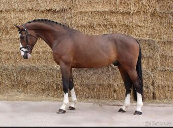 Klisnička Si Carmen - 4