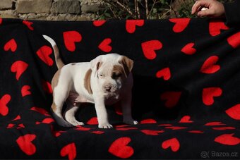 Americký stafordšírský teriér s PP pejsek 1 - 4