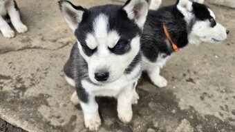 Štěňata Sibiřský husky - 4