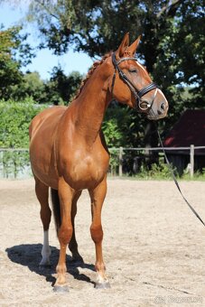 Tříletý perspektivní valach - 4