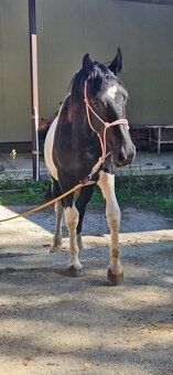 barock pinto frizak - 4