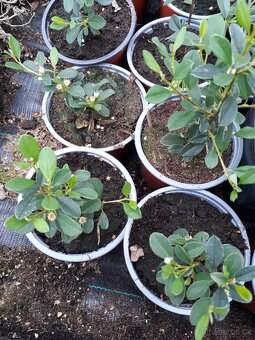Cotoneaster damerii skalnik polehavy - 4