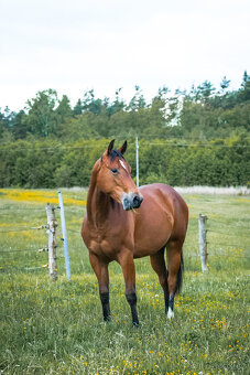 TOP 2-letá klisna QH - 4