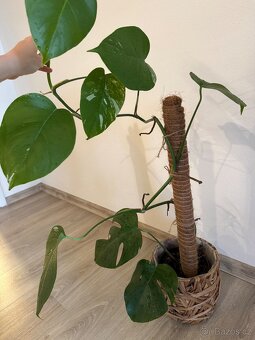 Monstera - 4