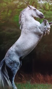 Letošní hřebeček barock pinto X španělský kůň PRE - 4