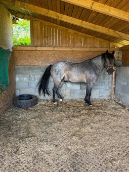 Pony valach WPB - 4