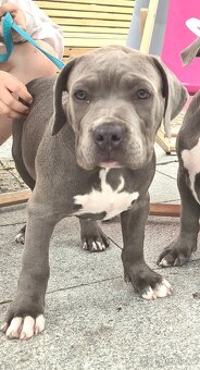 Pejsek American bully XL s PP - 4