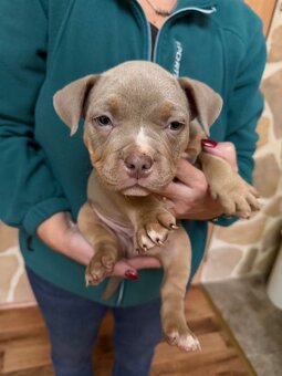 American Bully s PP ABKC - 4