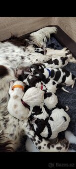 Německý křepelák - 4