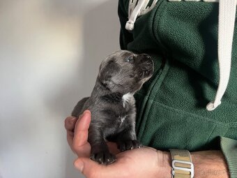Štěňata Cane Corso - 4