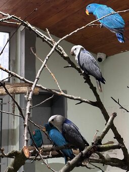 Kúpim eklektus roratus polychloros - 4