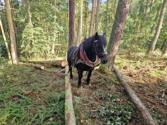 Chladnokrevny valach - 4