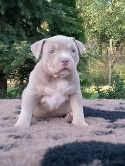 American bully - 4
